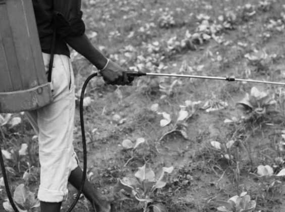 Do Agriculture And Dairy Activities Causes Greenhouse Gas Emissions?